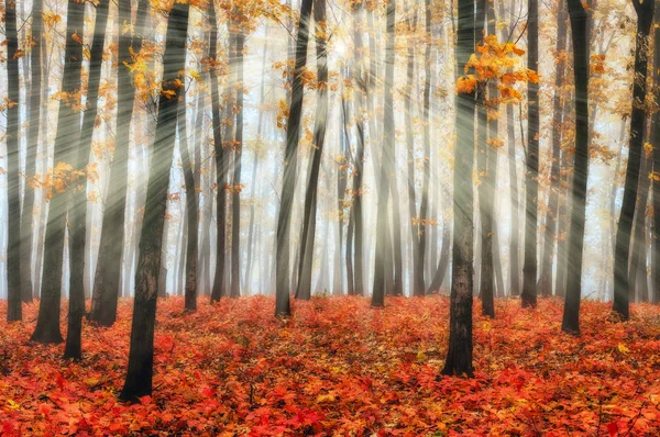 Nebbiosa mattina nella foresta — Foto Stock