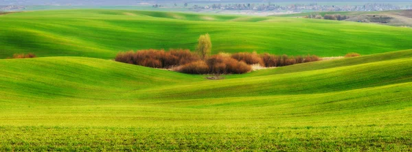 Primavera campo collinare — Foto Stock