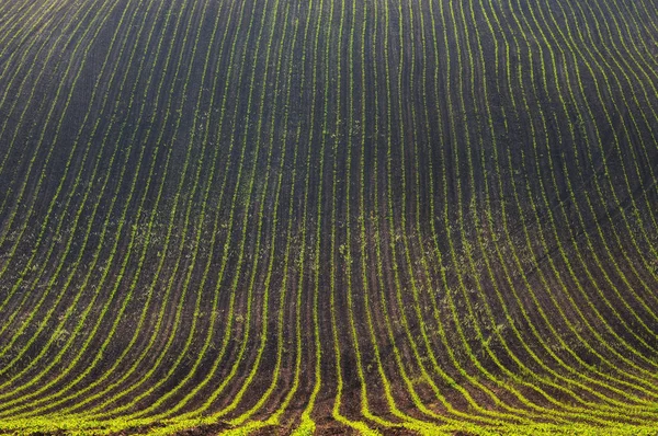 Spring hilly field — Stock Photo, Image