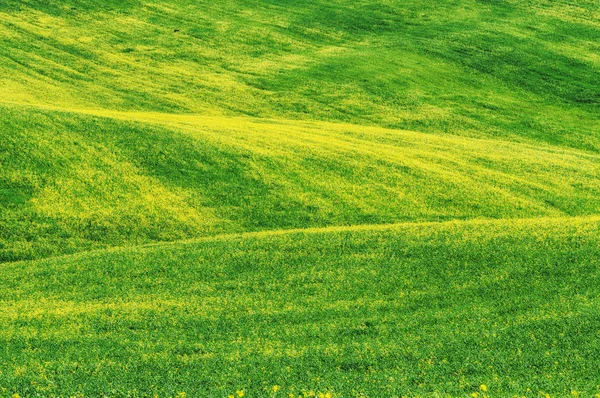 Våren kuperade fält — Stockfoto