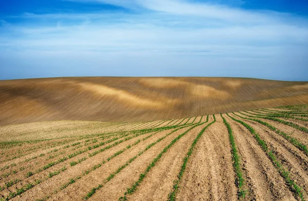 Spring hilly field — Stock Photo, Image