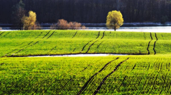 Svítání na pšeničné pole — Stock fotografie
