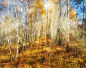 Картина, постер, плакат, фотообои "autumn forest. golden rays in the forest. autumn morning in a birch forest", артикул 156378398