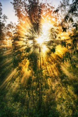 Altın bahar sabahı