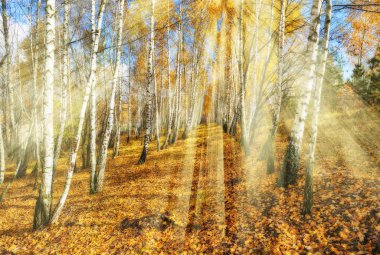 sonbahar orman. Ormandaki altın ışınları. Huş ağacı orman sonbahar sabahı