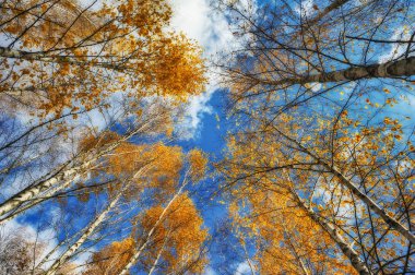 sonbahar orman. Aşağıdan ağaçlar kron görüntüleyin. Gökyüzüne karşı sonbahar orman