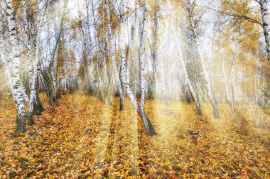 sonbahar orman. Ormandaki altın ışınları. Huş ağacı orman sonbahar sabahı