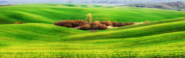 Green hilly field — Stock Photo, Image