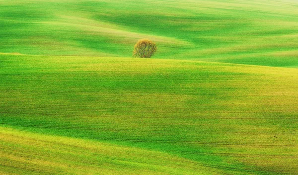 Grüne Hügellandschaft — Stockfoto