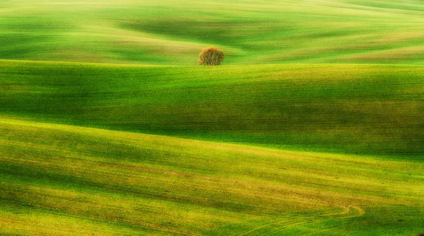 Champ vallonné vert — Photo