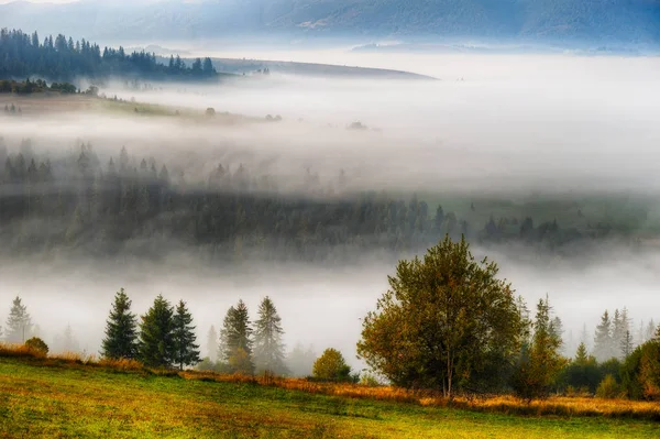 喀尔巴阡有雾的早晨 — 图库照片