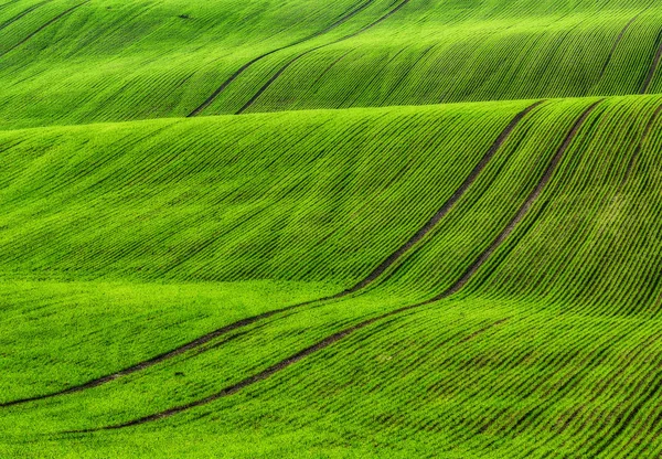 Зелений горбистий поля — стокове фото