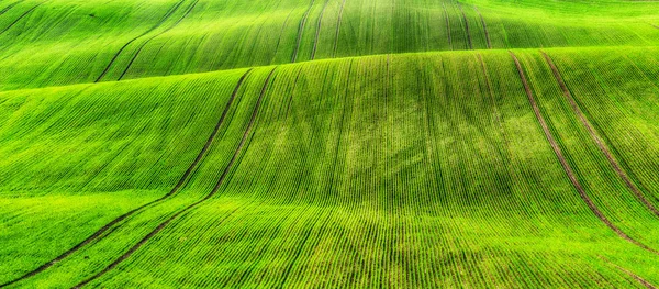 Grönt kuperade fält — Stockfoto