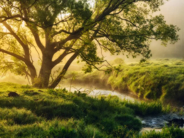 Rivière. Matin de printemps au bord de la rivière pittoresque, rayons dorés dans le brouillard — Photo