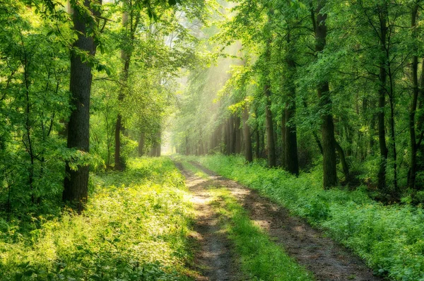 Bahar orman. Ağaçların arasından ışınları. Bahar orman siste