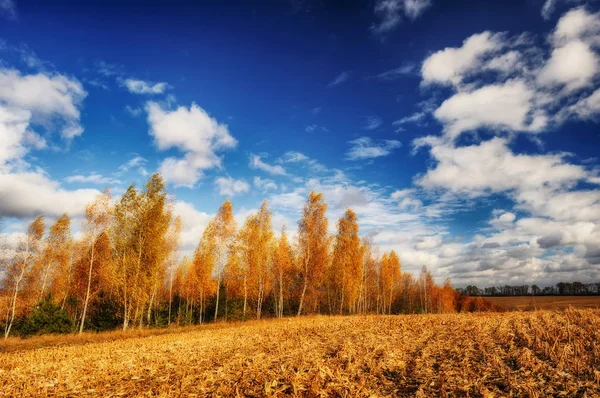 Autumn field. A picturesque hilly field. A birch grove and a beautiful sky — Stock Photo, Image