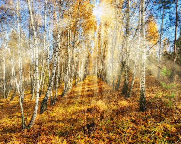 Φθινοπωρινό δάσος. Χρυσές ακτίνες στο δάσος. Φθινοπωρινό πρωί μέσα σε ένα δάσος σημύδας — Φωτογραφία Αρχείου