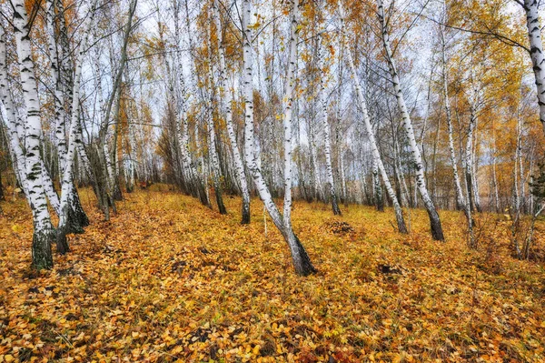 Bosque de otoño. Mañana de otoño en el bosque de abedules — Foto de Stock