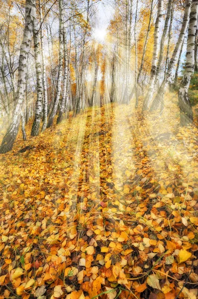 Bosque de otoño. Rayos dorados en el bosque. Mañana de otoño en un bosque de abedules — Foto de Stock