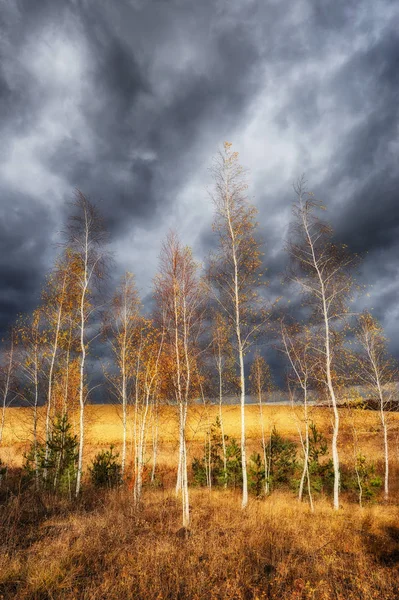 Campo de outono. Um pitoresco campo montanhoso. Um bosque de bétula e um lindo céu — Fotografia de Stock
