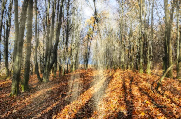 Bosque de otoño. Rayos dorados en el bosque. Mañana de otoño en un bosque de abedules — Foto de Stock