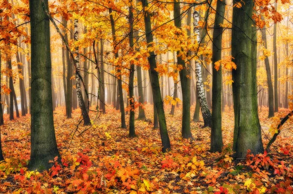 Bosque de otoño. mañana brumosa. Una pintoresca niebla en el bosque de otoño — Foto de Stock