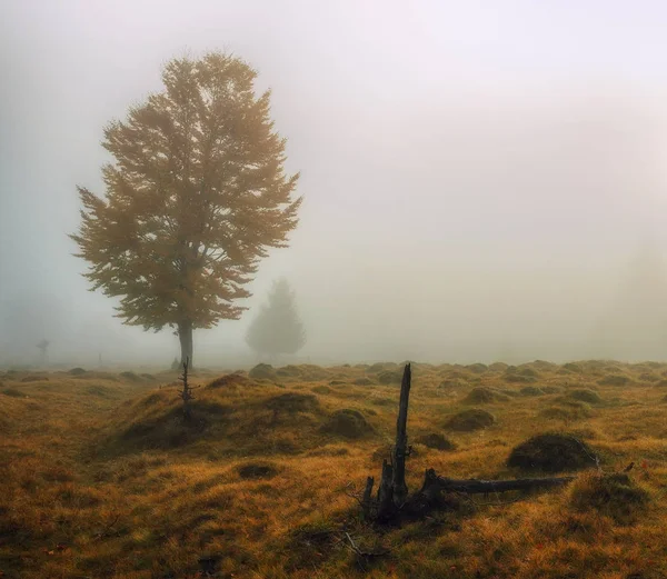 Un arbre. Matin d'automne. L'aube brumeuse dans les Carpates — Photo