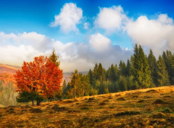 Jesienny poranek. Mglisty świt w Karpatach — Zdjęcie stockowe