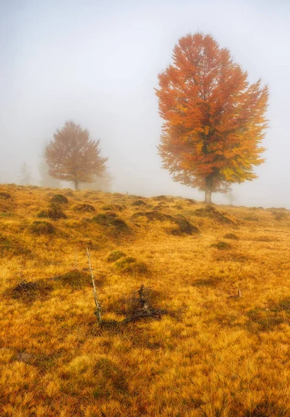 Un arbre. Matin d'automne. L'aube brumeuse dans les Carpates — Photo