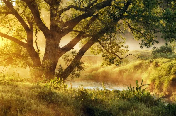 nehir. Bahar sabahı pitoresk Irmak, siste golden ışınları