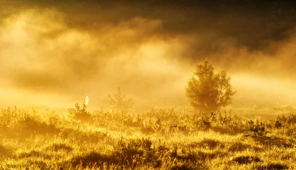 Ривер. Весеннее утро у живописной реки, золотые лучи в тумане — стоковое фото