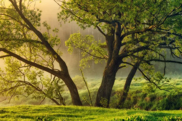 nehir. Bahar sabahı pitoresk Irmak, siste golden ışınları