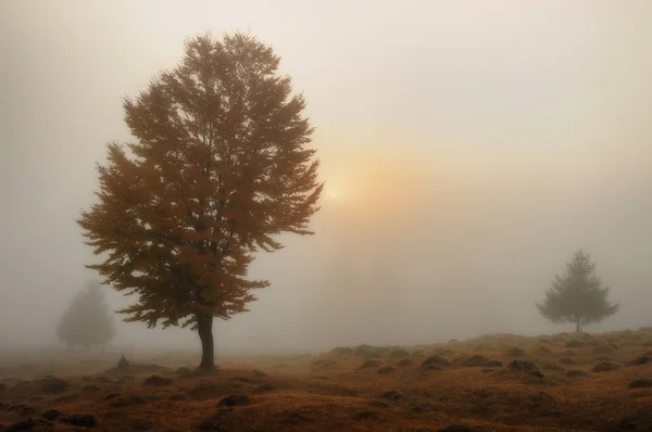 Nebliger Morgen Herbstdämmerung Den Karpaten — Stockfoto