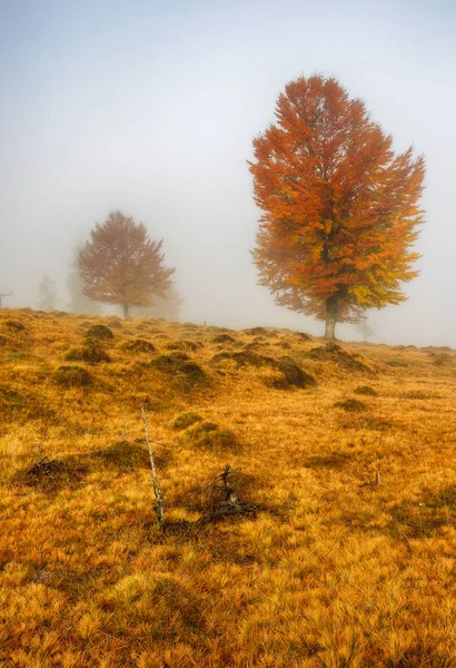 霧の朝 カルパティア山脈の秋の夜明け — ストック写真