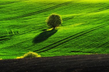 tepelik alan. bahar sabahı. güzel gün doğumu alanında