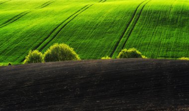 tepelik alan. bahar sabahı. güzel gün doğumu alanında