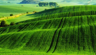 tepelik alan. bahar sabahı. güzel gün doğumu alanında
