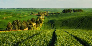 tepelik alan. bahar sabahı. güzel gün doğumu alanında