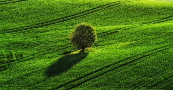 Campo Montañoso Mañana Primavera Hermoso Amanecer Campo — Foto de Stock