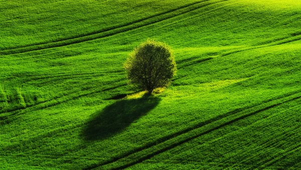 Campo Montañoso Mañana Primavera Hermoso Amanecer Campo — Foto de Stock