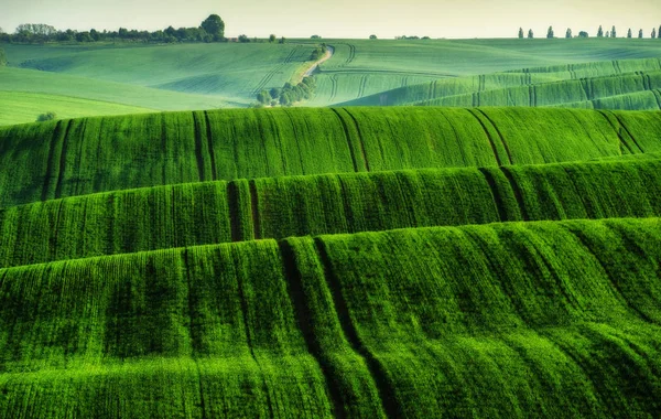 Campo Collinare Mattina Primavera Una Bella Alba Nel Campo — Foto Stock