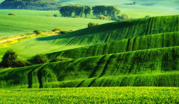 Campo Montanhoso Manhã Primavera Belo Nascer Sol Campo — Fotografia de Stock