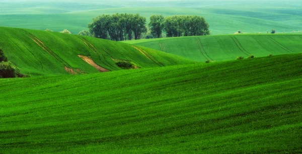 Campo Collinare Mattina Primavera Una Bella Alba Nel Campo — Foto Stock