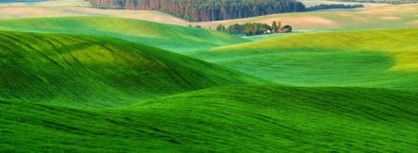 Горбисте Поле Весняний Ранок Красивий Схід Сонця Полі — стокове фото