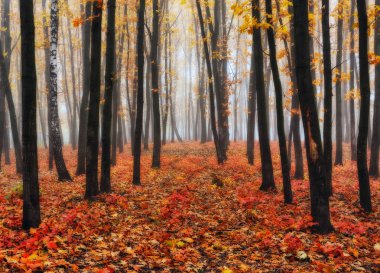 sonbahar orman. bir sonbahar orman pitoresk bir sisli sabah