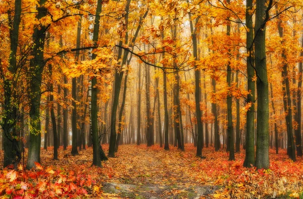 Φθινοπωρινό Δάσος Ένα Γραφικό Ομίχλη Πρωί Ένα Φθινοπωρινό Δάσος — Φωτογραφία Αρχείου