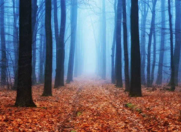 Autumn Forest Picturesque Foggy Morning Autumn Forest — Stock Photo, Image