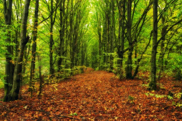 Forêt Automne Une Matinée Brumeuse Pittoresque Dans Une Forêt Automne — Photo