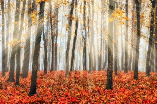 Bosque Otoño Una Pintoresca Mañana Niebla Bosque Otoño —  Fotos de Stock