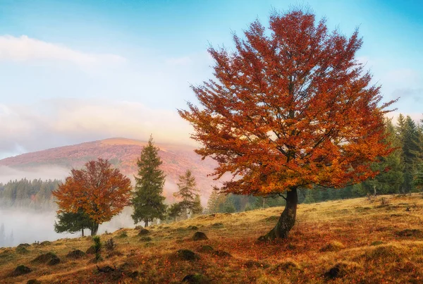 大雾的早晨 喀尔巴阡山上风景如画的秋日黎明 — 图库照片